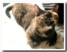 cats