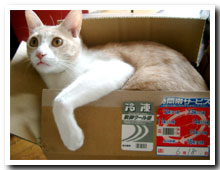 cats