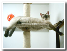 cats