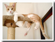 cats