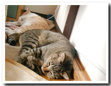 cats