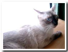 cats