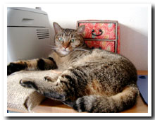 cats