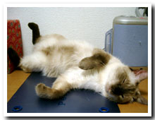 cats