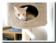 cats