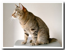 cats