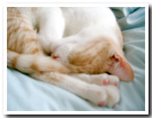 cats