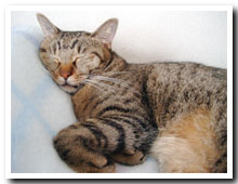 cats