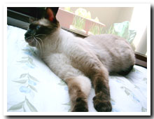 cats