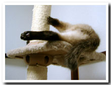 cats