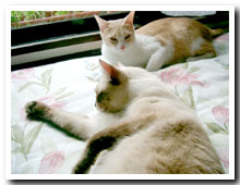 cats