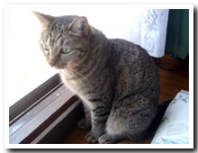 cats