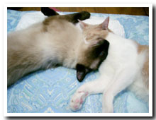 cats