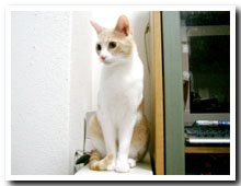 cats