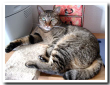cats