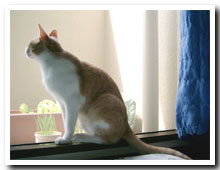 cats