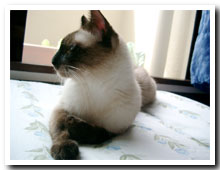 cats