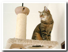 cats