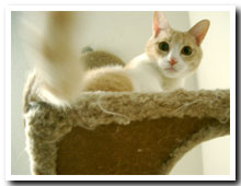 cats