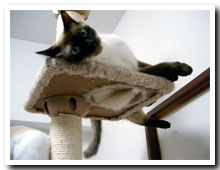 cats