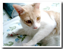 cats