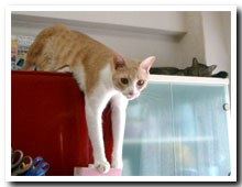 cats