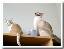 cats