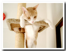 cats