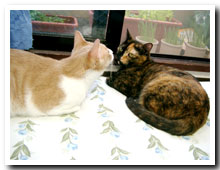 cats