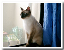 cats