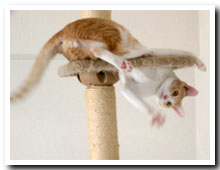 cats
