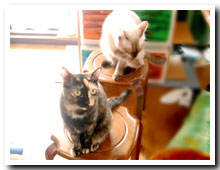 cats