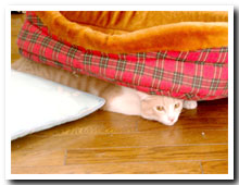 cats