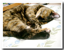 cats