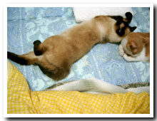 cats