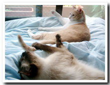 cats