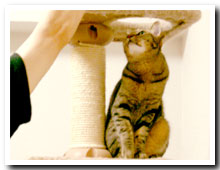 cats