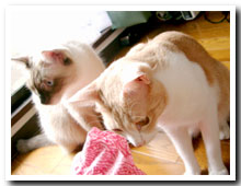 cats