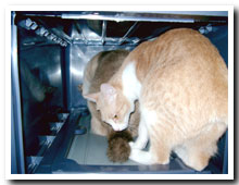 cats