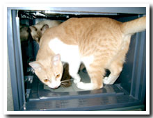cats
