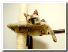 cats