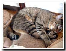 cats