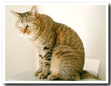 cats