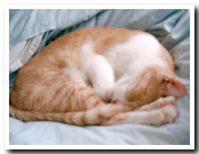 cats