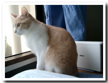 cats