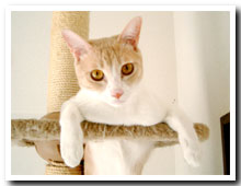 cats