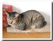 cats