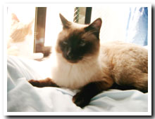 cats