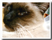 cats