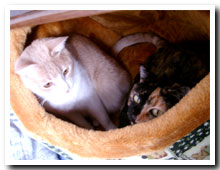 cats